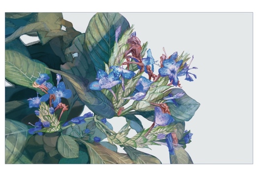 ルリハナガサ　ポストカード