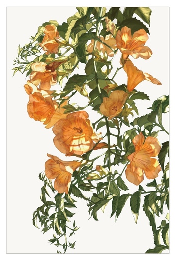 ポスター　ノウゼンカズラ