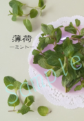 薄荷　―ミント―